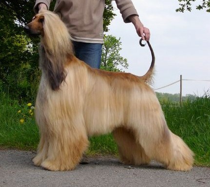 Click here to view pedigrees